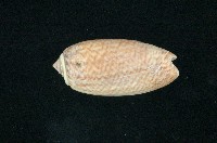 藏品(臺灣榧螺)的圖片